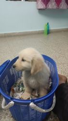 Golden retriever Puppy for sale 42 days