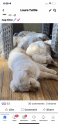 AKC Golden Retriver Puppies