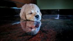 Golden retriever puppy for sale at best price in Bangalore