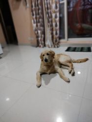 Golden Retriever Dog for sale