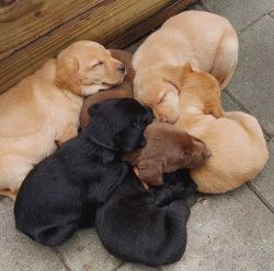 Healthy Golden Retriever Puppies