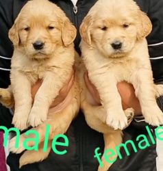 Golden Retriever Male and female available xxxxxxxxxx