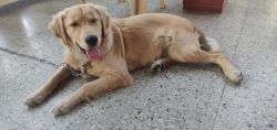 6 months old female golden retriever for sale