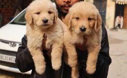 Trust Kennel GoldenRetriever Puppies For Sell