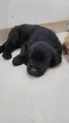 Black retriver available for sale