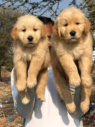 Golden retriever puppies available for sale xxxxxxxxxx