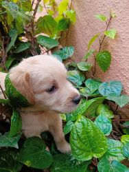 Golden retriever puppies - sale