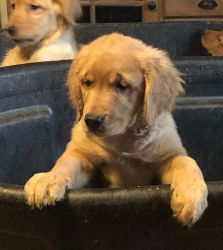 AKC CERTIFIED PEDIGREE GOLDEN RETRIEVER PUPPIES FOR SALE