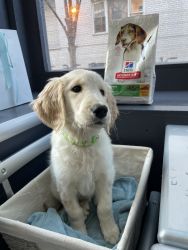 rehoming adorable female golden retriever puppy