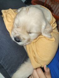 40 day old Golden retriever for sale