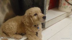 Two months puppy (Golden Retriever).