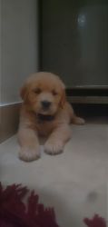 We have a 42 day Golden Retriever Dog for sell