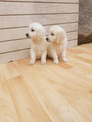 Cream golden retriever puppys