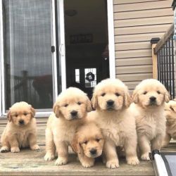 Outstanding Golden Retriever pups available.