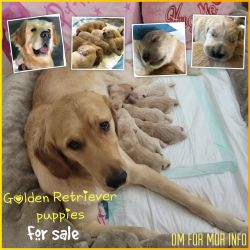 Puppies Golden Retriever for sale with AKC