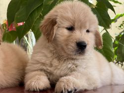 Import Line kci register Two months Golden retriever puppies available