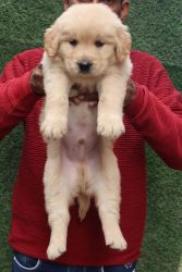 Golden retriever amazing puppies for sale