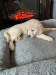 Golden Retriever puppies for sell Tupelo MS