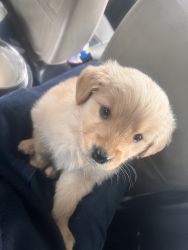 We want to sell a golden retriever puppy of 2 months