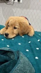 want to sale golden retriever