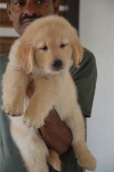 Import line Golden retriever Male puppies available in pune