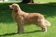 Golden Retriver Adult male available for sale.