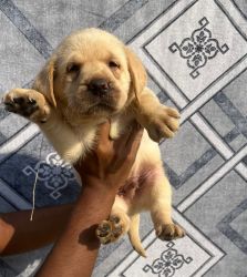 Sale Labrador Puppies