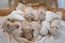 Registered Golden Retrieve Puppies