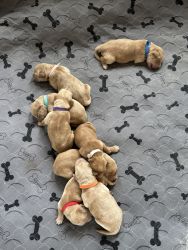 Golden retriever, puppies for sale