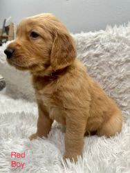Purebred AKC registered and certified Golden Retriever Puppies!