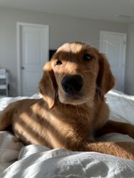 AKC registered Golden Retriever Puppy
