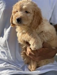 Beautiful Golden Retriever Puppies for Sale