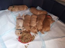 American Golden Retriever Puppies for sale