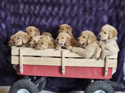 AKC Golden Retrievers - Make this year extra special!!