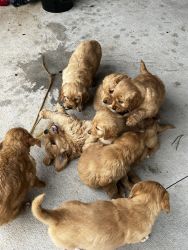 AKC Golden Retriever pups