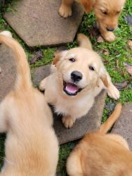 Golden pups for sale