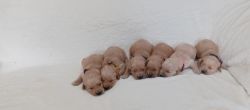 AKC Registered Golden Retriever puppies.