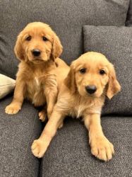 Golden Golden Retriever Pups