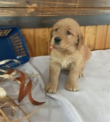 Akc registered Golden Retriever puppies For Sale.