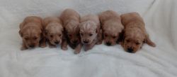 AKC Golden Retriever puppies.