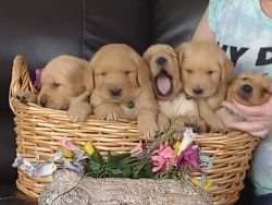 I have 2 AKC Registered Golden Retriever puppies.