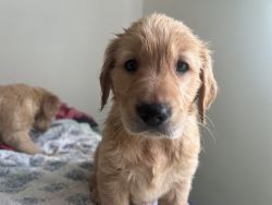 AKC Golden Retriever Puppies ready to go home this week!