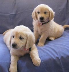 Soild and cute teddy size puppys