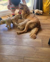 Charming Golden Retriever Puppies for sale
