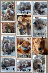 Ten Golden Pups for Adoption