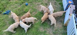 Golen Retriever Puppies for Sale