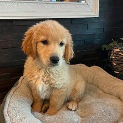 Thor the Golden Sold