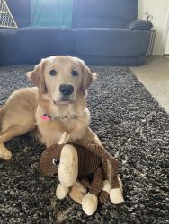 Rehoming 9 month old male Golden Retriever