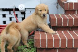 Adorable Golden Pups