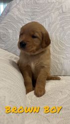 Most Adorable Golden Retriever Pups need new homes